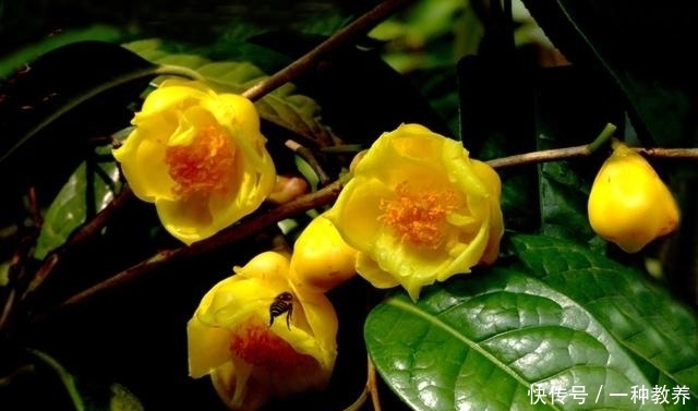  「珍稀植物」生长在广西的珍稀植物，卖到国外价格高达上万元，