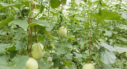 甜瓜成熟后为什么不甜?8种因素影响瓜果品质