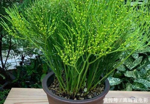 【蕨类植物】蕨类植物|松叶蕨是不是濒危物种如何栽培养护