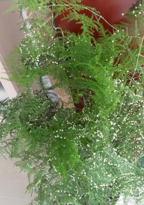  #不好#文竹开花是大凶？完全是“扯蛋”，满足3个小要求，白花开满盆