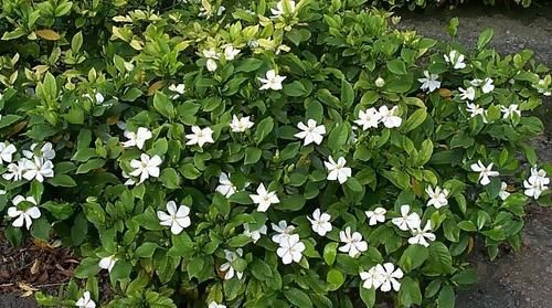  [栀子花]养栀子花,注意几点要领,花苞长不停,花开爆盆,不再黄叶掉叶!
