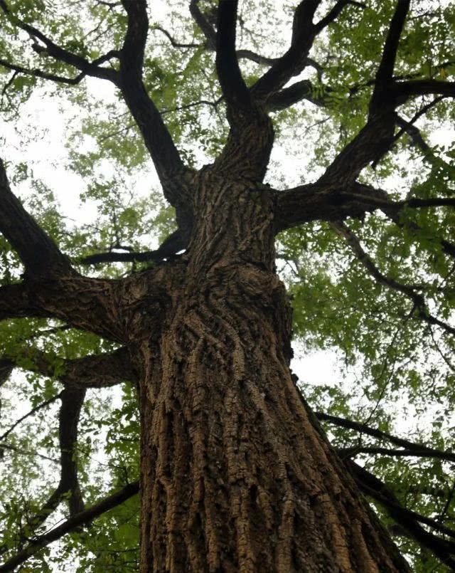 两条运河孕育、滋养出了桐乡这个千年风情古镇