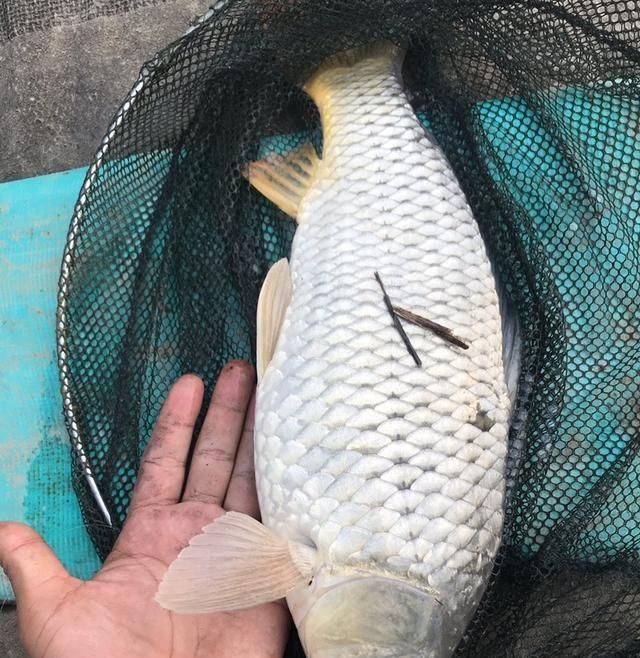  失之交臂■壁虎河之行-与大物失之交臂，还好有小鲤安慰