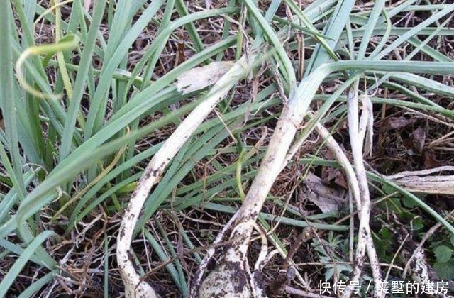  「植物」山坡下有1种“小根蒜”，别装不认识，如今1斤10元难买，珍贵！