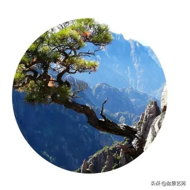  「成寸」盆景百态，缩地成寸