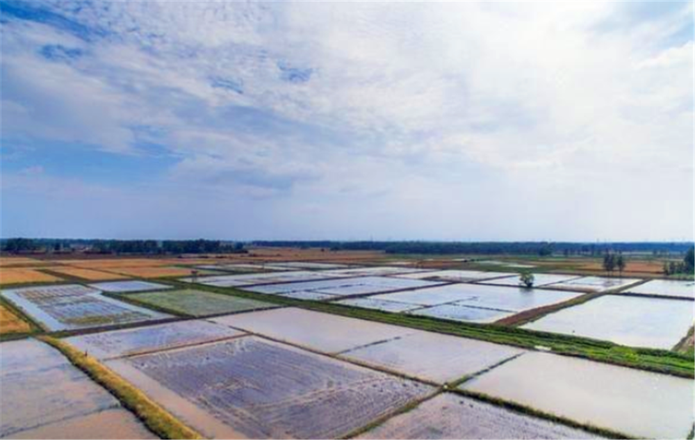  #稻田#农村大量水稻田要是改造成鱼塘或者虾田的话合法吗？