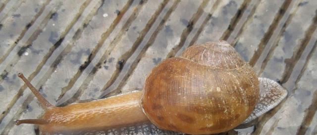  「品种」蜗牛的品种很多，养殖时，要根据当地具体情况因地制宜