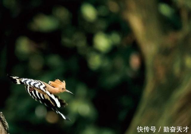 鸟类摄影:戴胜育子图