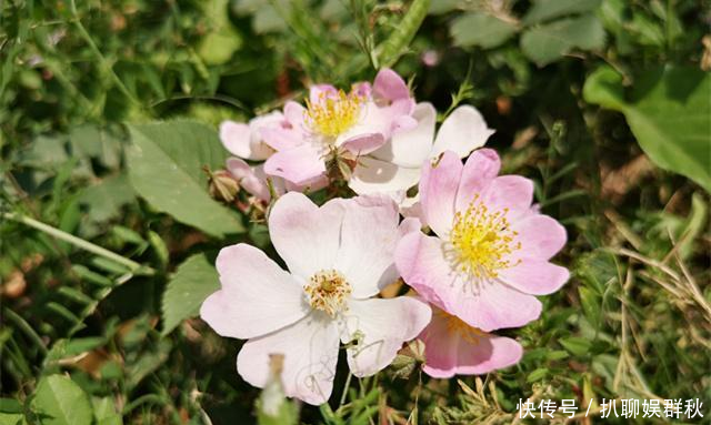 「阵阵」陌上花开蔷薇香,香风阵阵