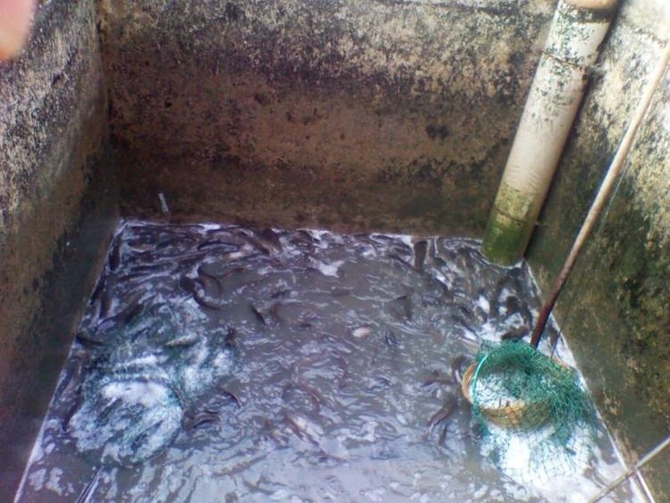  塘鲺和鲶鱼：常被误认成鲶鱼，养殖地堪称泛滥，一斤8元，农民却