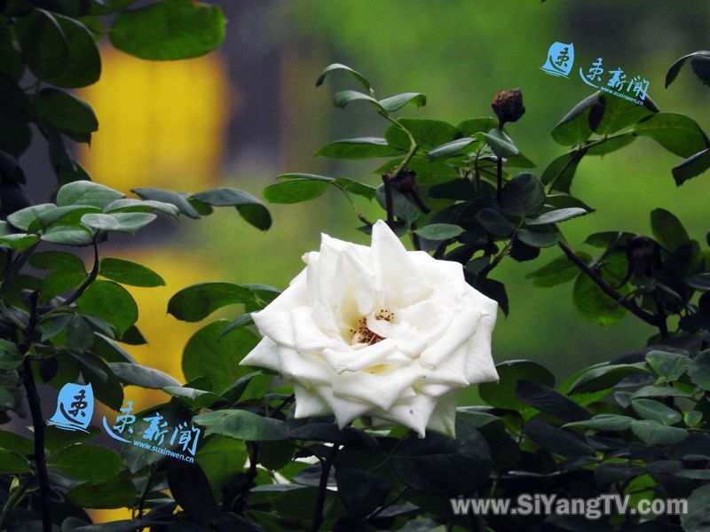 一起做花痴吧!来泗阳北京路,闻香识月季