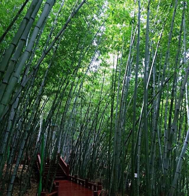 贵州最美的3个小众的旅游景点，一个是竹海，一个是乌蒙大草原