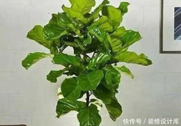 「家里」这3种树养在客厅“档次高”,镇宅又旺财,还能净化家里的空气!