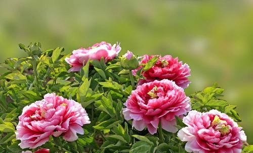  【艳丽】我们都喜欢养花，有这样4种花卉，长势茂盛，开花艳丽，花色多样