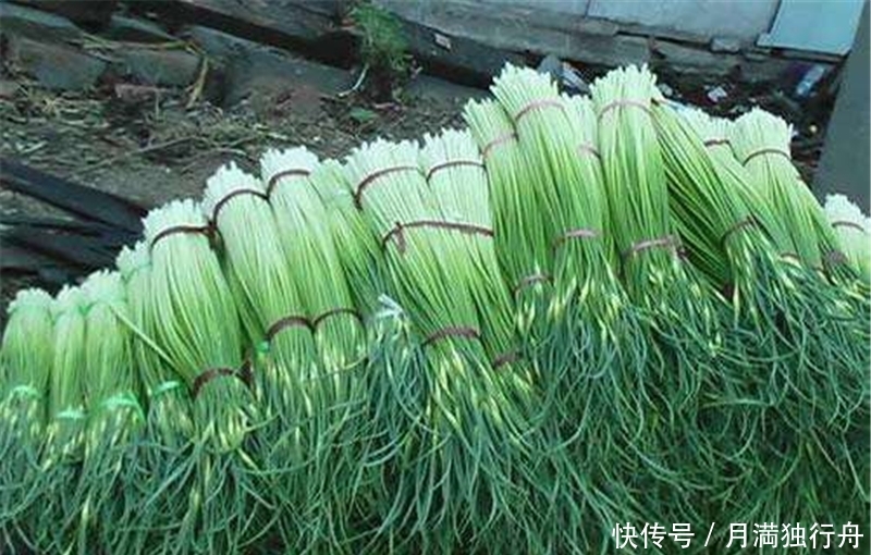 北方大量种植，一斤6元，南方人天天吃，却少人种植