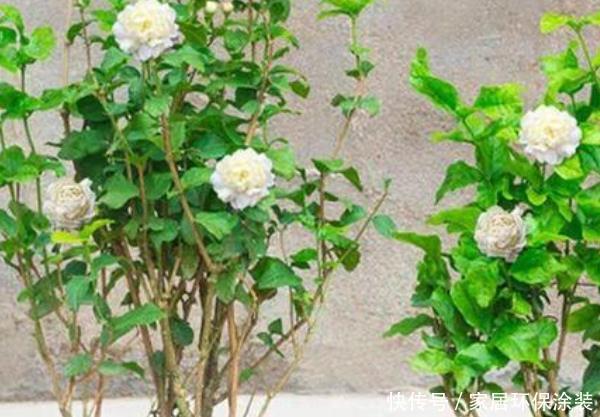 款花■春天不妨养这3款花,好养易爆盆,尤其第三种,阳台变小花园!
