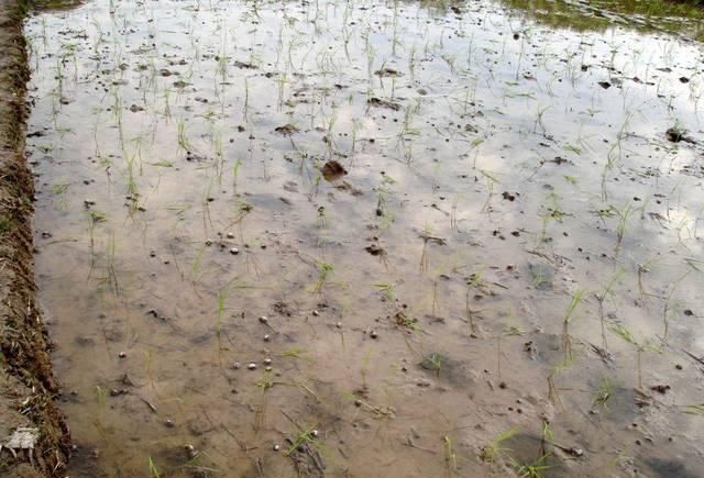  田螺：曾作为食物引入我国，如今却成农业一大害虫，各地将其列入黑名单