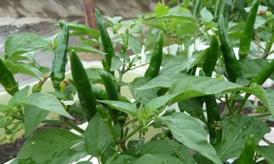  「营养」六种在家就可以种的菜，阳台种几盆，漂亮好吃有营养！
