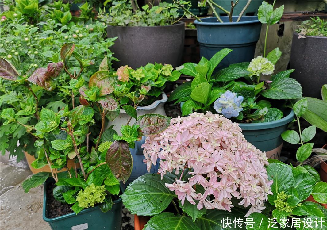  绣球：绣球扦插：1盆变3盆，3盆变9盆，繁殖太快，成活率太高，愁呀！