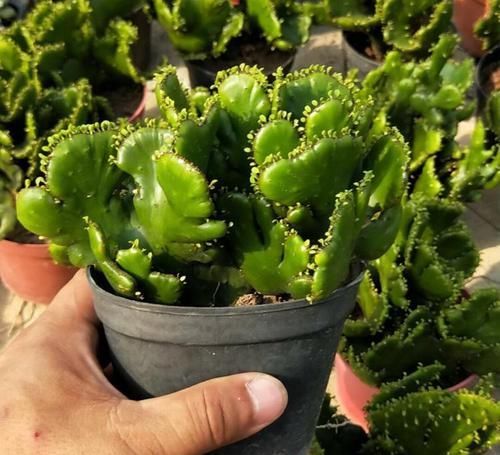  『技术』花卉种植技术：小巧可爱的多肉植物彭珊瑚养殖方法！