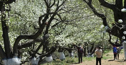  『梨花』劳动节：百年梨园梨花正为您盛开