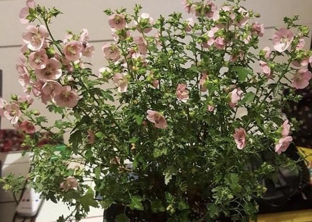  #花苞#入秋后，李大姐在家养“4种花”，个个冒出“大花苞”，花