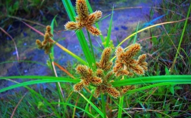 农村有一种野草，以前总是被农民拔掉，现在却卖20元1斤