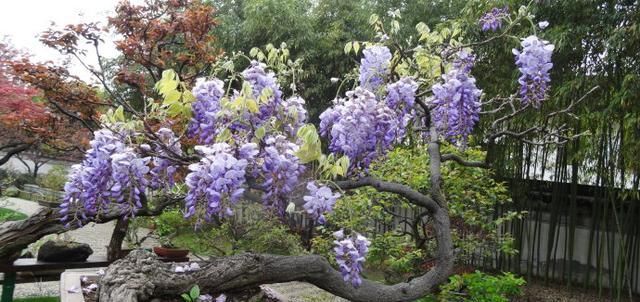 [漂亮]这么漂亮的紫藤盆景,别再花钱买了!