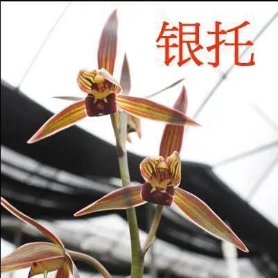  『家里』活的“香水花”，家里养一盆，有品位、气质佳！