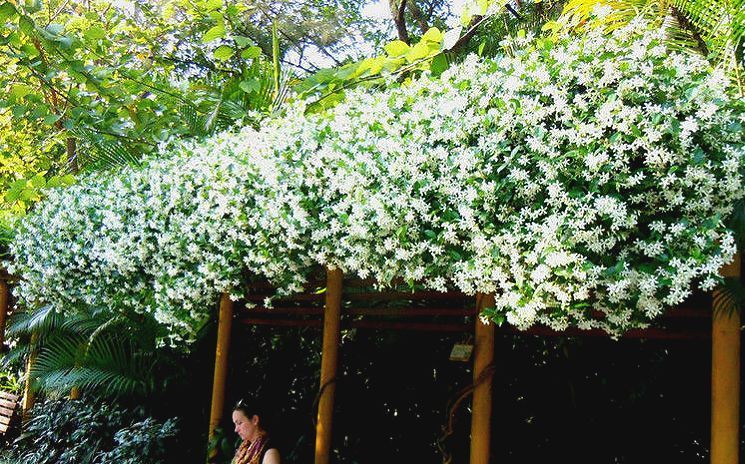  『开花时』她在院子里养了1棵花,春天开花上千朵,花多浓香,开成一面花墙