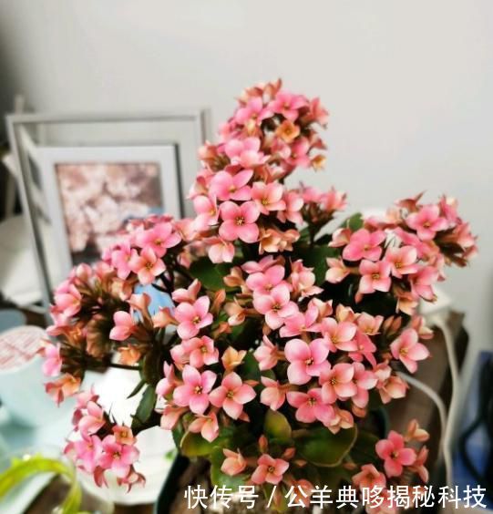  『扦插长寿花』修剪长寿花，枝条别浪费，做好一步插土里，老枝嫩枝都能活！