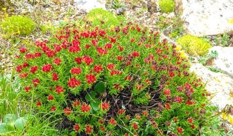 素有:它素有“高原人参”之称,价值珍贵却少有人懂,若遇见,请重视!