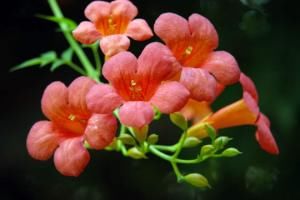 「墙花」生活“懒散”，试着养此花，扦插一根枝条，化作满墙花瀑，漂亮！