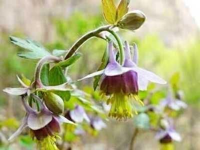  紫色耧斗菜：此花花色特别，长势茂盛，家庭和室外均可养护