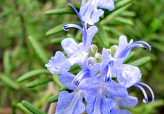 芳香:芳香驱蚊的迷迭香,春天养护注意4个问题,才会旺盛生长香气迷人