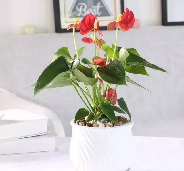  #阳光充足的环境#100种常见开花植物的养护要点与花期，快来看看有没有你喜欢的