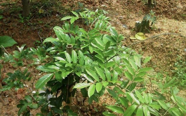 『值钱』在深山,有1种“牛大力”,根茎有40厘米长,值钱又珍贵,请爱惜...