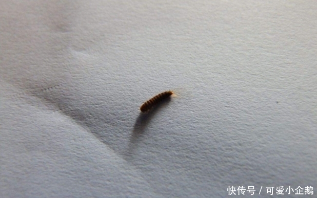 在家如果发现这样的虫子，千万别忽视，可以尽量避免损失