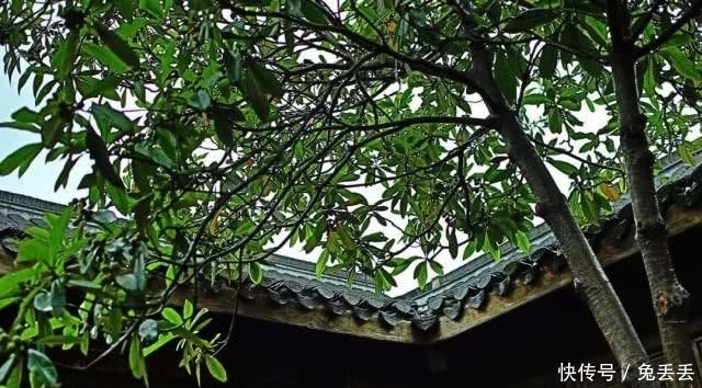  『养花』有个小院子，喝茶养花玩石头