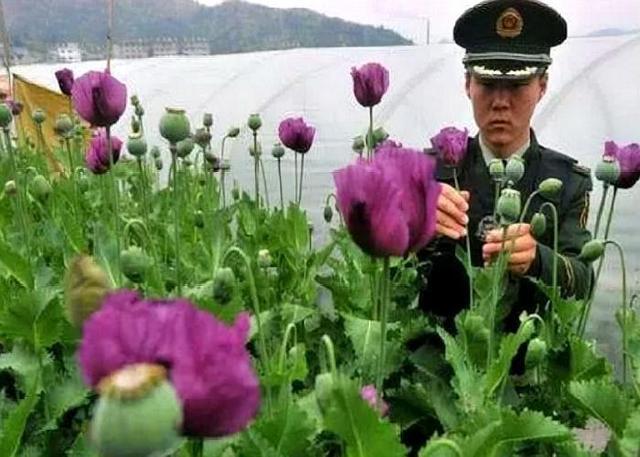 我国最特殊村子，武警24小时持枪看守村民，只因种的作物不一般？