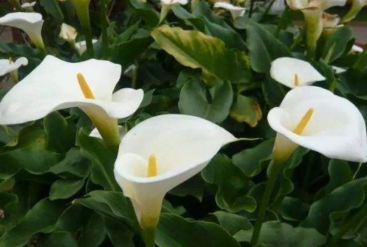  『马蹄莲』非常喜水的几种植株，不怕被暴晒，越浇水花越旺，花开绚丽多彩