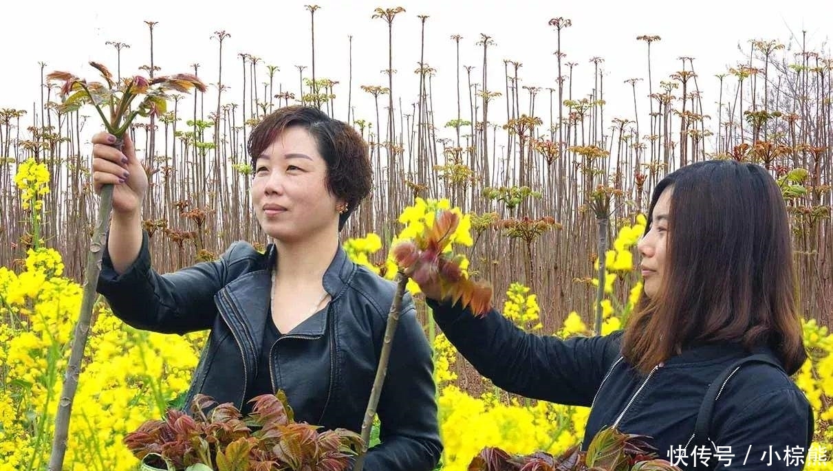 近两个月，农村三种树“倒霉”了，还有一种因长得像而被“误伤”