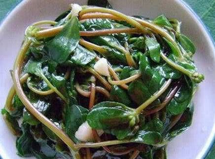  【野菜】马齿苋乡村的野菜，常吃
