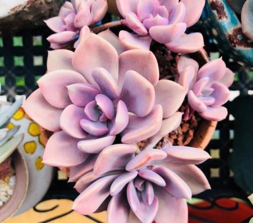  「保护膜」多肉植物容易招虫？喷点牛奶，给多肉加一层保护膜