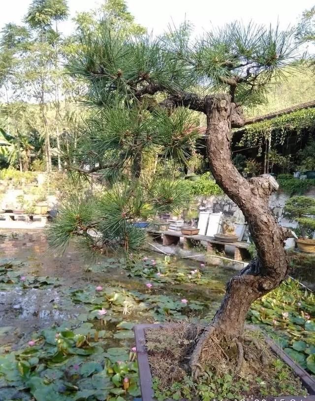 盆景大师都爱玩，山松会否成为下一个热点？