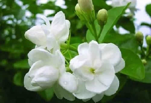 「养护杜鹃花」这4种绿植,喜欢酸性土壤,平常喂点“醋”,开花多花期长叶子绿