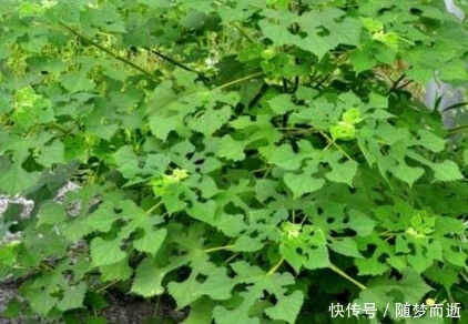 它是农村有名的“恶树”，人吃果实，鸡吃叶子，其实浑身都是宝！