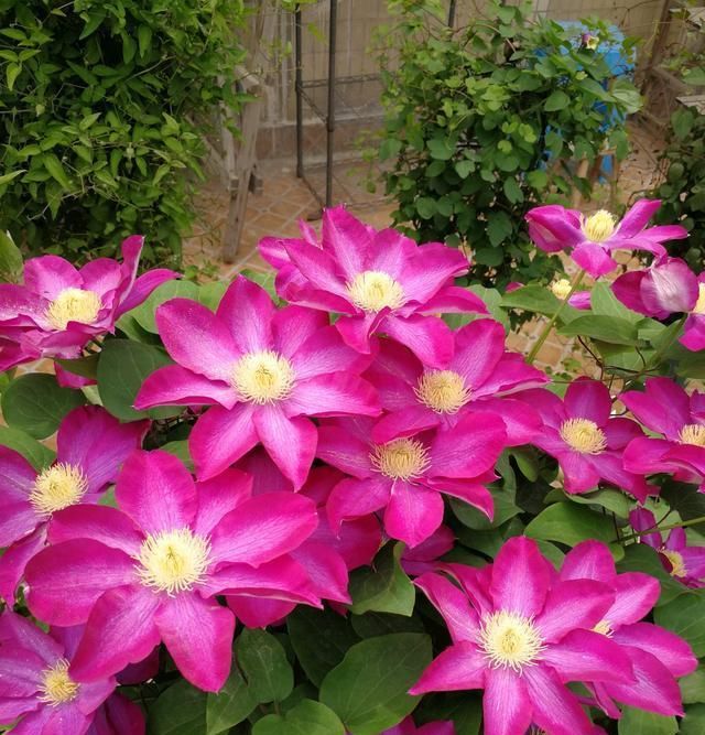  【品种】此款铁线莲花，开花早，花期长，花色美丽，养护容易，很值得拥有