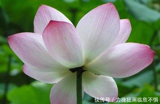 「气质」长得非常迷人的3个生肖女,五官精致气质优雅,人到中年依然美丽