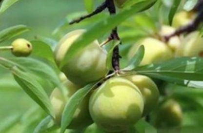  [种植]农民种植青果子，靠着农村独有的环境温差，年入十几万元